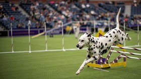 FOTO: Ribuan Anjing Bersaing di Kompetisi Westminster Kennel