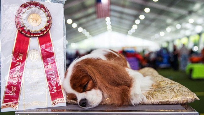 FOTO: Ribuan Anjing Bersaing di Kompetisi Westminster Kennel