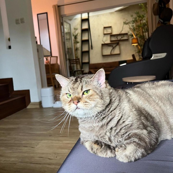 <p>Pradikta Wicaksono alias Dikta memiliki rumah sederhana bernuansa minimalis. Meski <em>simple,</em> rumahnya tetap terlihat <em>homey.</em> Hunian tersebut menjadi tempat tinggalnya bersama kucing kesayangnnya, Jimbon. (Foto: Instagram @dikta)</p>