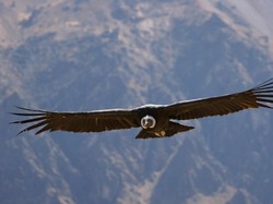 Kelahiran Anak dari Burung Kondor yang Terancam Punah
