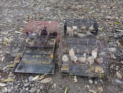 10 Ekor Burung Dilindungi Sitaan BKSDA Dilepasliarkan di Jembrana