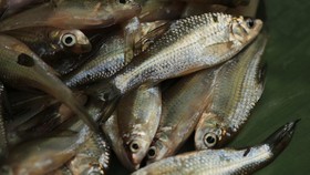 Guru Besar UGM Sebut Ikan Wader Terancam Punah