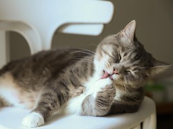 3 Cara Jitu Hilangkan Bau Pipis Kucing di Rumah