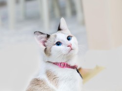 RUU Kontroversial dari Kenya: Pajak Kucing