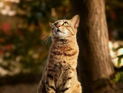 Viral Seekor Kucing Mati Digantung di Malang