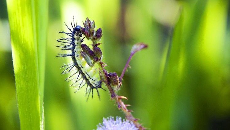1457483747 Shimmering vibrant colours and diversity of species such as this caterpillar, marks Costa Rica as one of the principal Central America countries with a coastal territory and tropical rainforest that hosts migration from north America and south America to give it unparalleled numbers and variation of birdlife