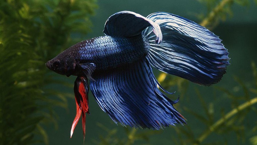578257074 Guppy, Poecilia reticulata, and Dwarf gourami, Colisa lalia, larger, red, in aquarium. Guppy native to South America, gourami native to South Asia. (Photo by: Auscape/Universal Images Group via Getty Images)