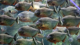 Ahli Jelaskan Kelakuan Unik Ikan, Melihat ke Bawah Saat Berenang