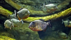 Piranha Serang 8 Turis di Brasil, Kok Bisa?