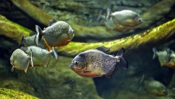 Warga Malaysia Dihebohkan Penemuan Ikan Piranha saat Mancing