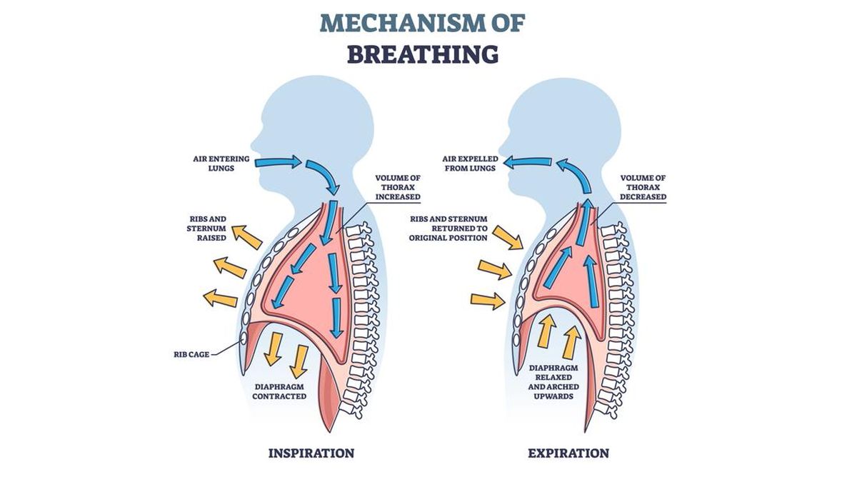 Mengenal Urutan Sistem Pernapasan Manusia dari Awal hingga Akhir