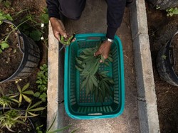 Polisi Tangkap 4 Orang Terkait Transaksi Ganja Via IG