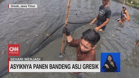 VIDEO: Sehari Menjadi Pembudidaya Ikan Bandeng