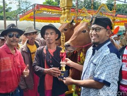 Kontes Kecantikan Sapi Sape Sonok di Sumenep Kembali Menggeliat