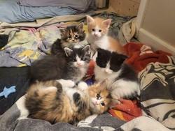 100 Ide Nama Kucing Unik dan Lucu, Menggelitik!