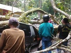 Pohon Tumbang Timpa Panther di Gumitir Jember, Satu Orang Tewas