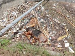 Bangkai Babi Kembali Ditemukan di Luwu Timur, Bertambah 4 Ekor