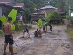 Jalan Poros Polewali-Mamasa Ditanami Pohon Pisang gegara Rusak Parah