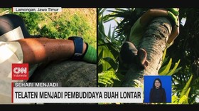 VIDEO: Sehari Menjadi Pembudidaya Buah Lontar