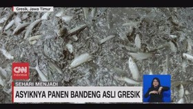 VIDEO: Sehari Menjadi Pembudidaya Ikan Bandeng Khas Gresik