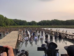 Bareng Prabowo dan Panglima-Kapolri, Jokowi Nyemplung Tanam Mangrove di Jakut