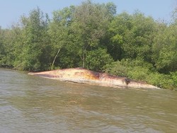 Paus Balin Mati di Pantai Kejawan Tambak Surabaya Diduga Karena Penyakit