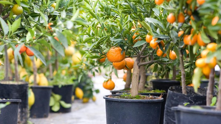 140451615 Spring in full view. Citrus plant in a row