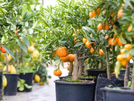 7 Tanaman Buah yang Menguntungkan, Bisa Jadi Peluang Bisnis Bun