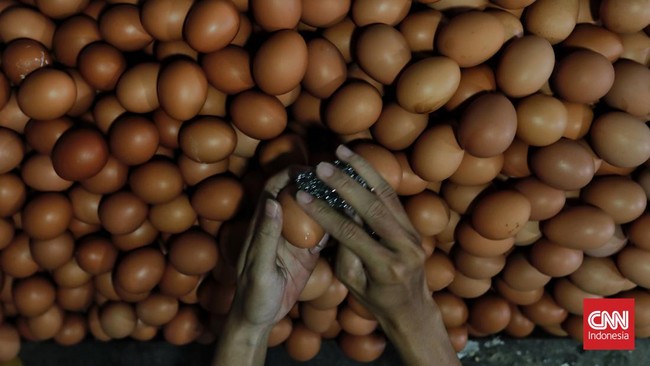 Menteri Perdagangan Zulkifli Hasan membeberkan penyebab harga telur naik beberapa waktu terakhir. Salah satunya karena banyak pengusaha telur yang bangkrut.