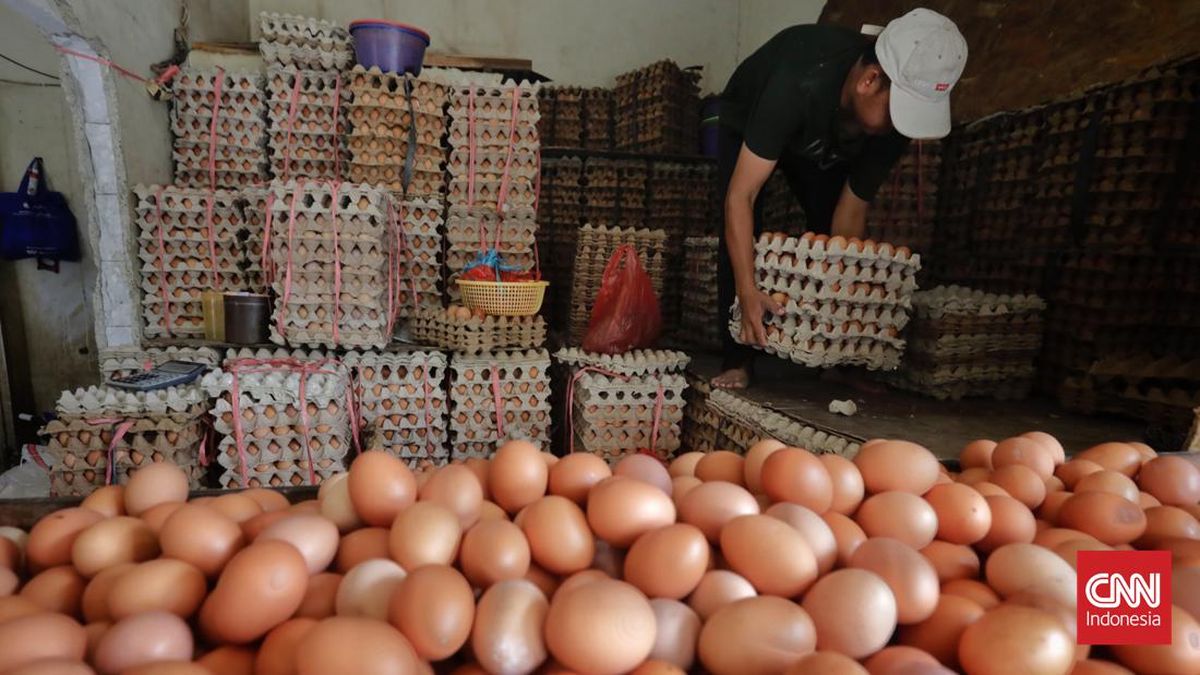 Harga Telur Ayam Anjlok, Peternak Keluhkan Serapan Minim