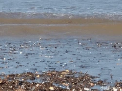 Menanti Langkah Pemerintah Atasi Sampah yang Kotori Pesisir Loji