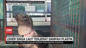 VIDEO: Leher Singa Laut Terjerat Sampah Plastik