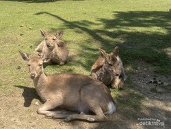 Nara Park nan Syahdu, Jangan Ganggu Rusa Sakral Ini