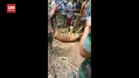 VIDEO: Harimau Sumatera Ditemukan Mati Terkena Jerat Warga