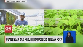 VIDEO: Cuan Segar Dari Kebun Hidroponik Di Tengah Kota