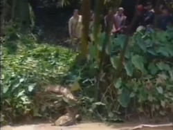 Momen Warga Tangkap Buaya yang Gigit Ibu dan Anak di Sungai Labura