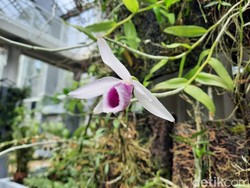HUT Kebun Raya Bogor, Ada Pameran Kolaborasi Seni dan Sains nih!