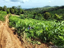 Keluh Kesah Emak-emak Petani gegara Kebun Rusak Dilindas Gurandil