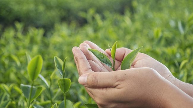 Ketika hendak menangani kolesterol yang tinggi, kadar trigliserida juga harus diperhatikan karena saling berhubungan.