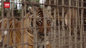 VIDEO: Dua Harimau Bengal Dievakuasi dari Penangkaran Ilegal
