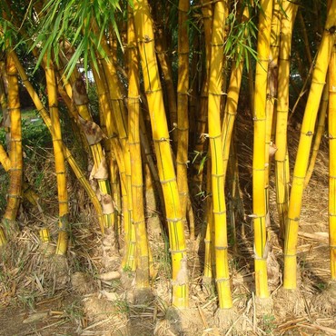 Menurut Primbon Jawa, 5 Benda Ini Diyakini Bawa Rezeki & Keberuntungan