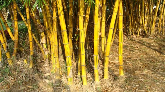 Menurut Primbon Jawa, 5 Benda Ini Diyakini Bawa Rezeki dan Keberuntungan