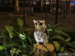 Wisata Malam Surabaya Bertambah Nih, Surabaya Night Zoo Mulai Beroperasi