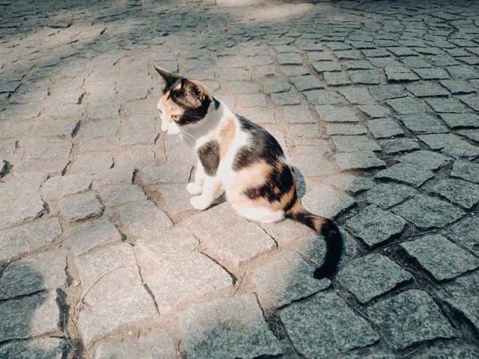 Ilustrasi kucing yang ada di jalanan