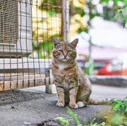 Unik, Jepang Hadirkan Video Edukasi Cara Menyeberang yang Aman untuk Kucing! Sudah Nonton?