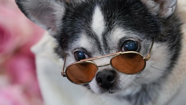 Bark Air memungkinkan anjing dan pemiliknya menikmati penerbangan kelas satu.