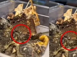 Duh! Kedai Kaki Lima Ini Ketahuan Jual Makanan Penuh Lalat