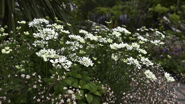 FOTO: Indahnya Taman Gulma di Chelsea Flower Show 2023