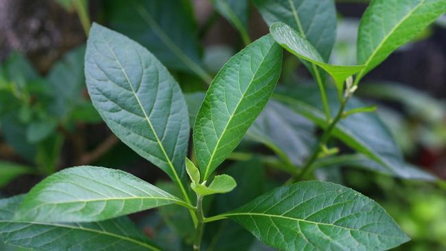 Daun Afrika kerap dimanfaatkan sebagai obat tradisional di Afrika bagian barat khususnya Nigeria. Berikut manfaat daun Afrika.