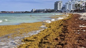 Pantai Amerika Serikat dalam Ancaman Sargassum, Apa Itu?